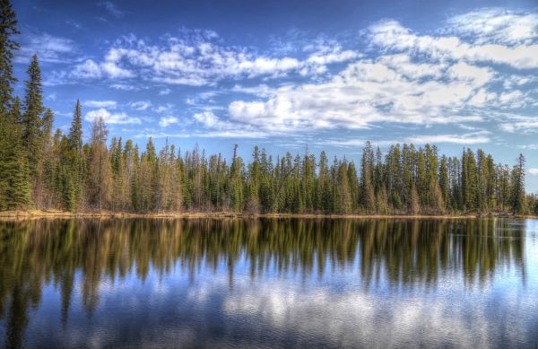 alberi,paesaggio,foresta,lago,acqua,natura