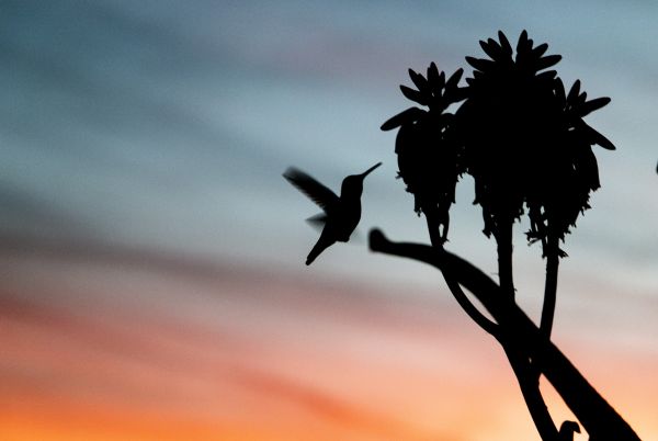 natur,dyr,fugle,solnedgang,colibri fugl