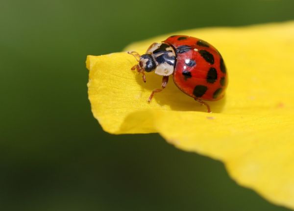 fotografia, insetto, scarafaggio, foglia, fiore, giallo