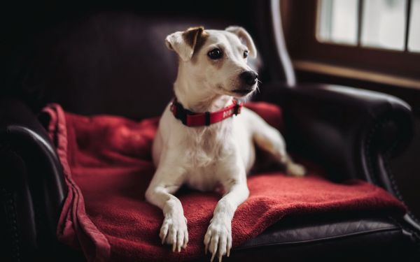 armchairs,1920x1200 px,animals,blankets,collars,dog