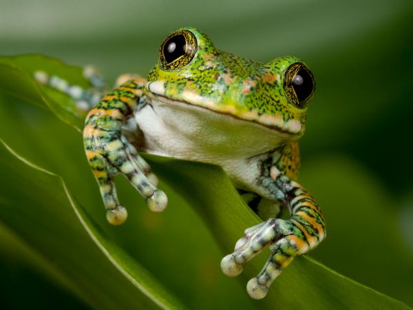 natur,makro,träd,grön,Tanzania,blad