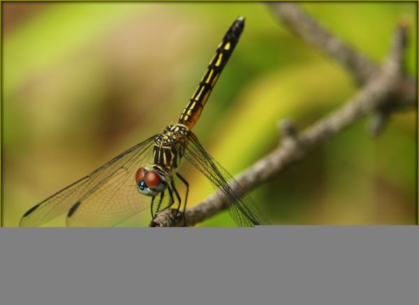 Makro,Natura,Zbliżenie,owad,pluskwa,Illinois