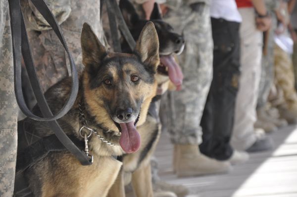 dog,soldier,army,memorial,military,ceremony