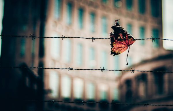 barbed wire, reflection, leaves, black, depth of field, red