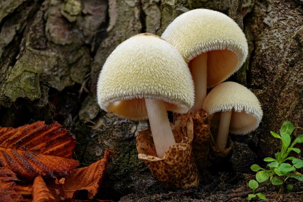 forest,nature,foliage,mushroom,depth of field