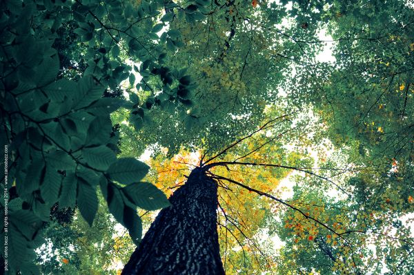 alberi,natura,luce del sole,foresta,autunno,le foglie