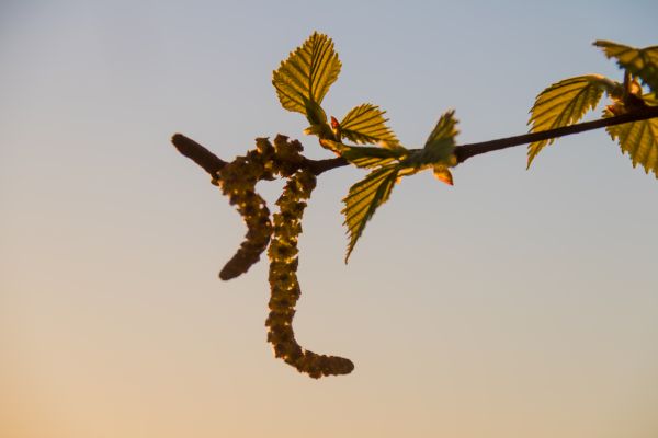 sollys,solnedgang,natur,himmel,gren,soloppgang