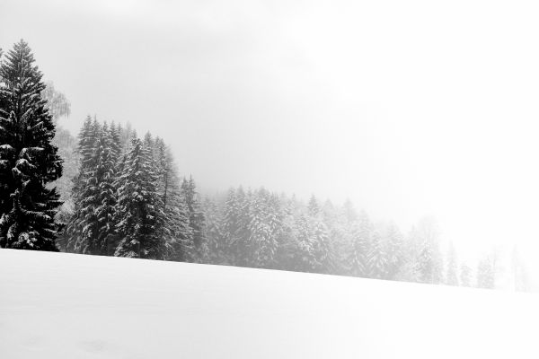 Árboles, paisaje, blanco, monocromo, nieve, invierno