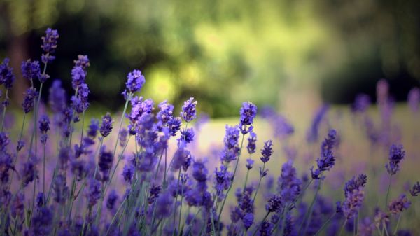 fiori,natura,erba,campo,viola,blu