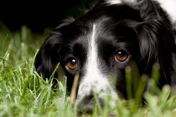 ruoho,koira,Bordercollie,pentu,makro,Katso