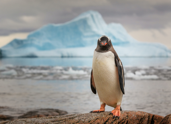 natura,guardando spettatore,pinguini,iceberg,la neve,ghiaccio