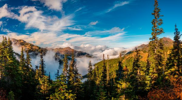 Olympic National Park,Amerika Serikat,washington,hutan,alam,pemandangan