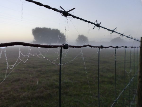 trådstängsel,taggtråd,himmel,staket,morgon-,jordens atmosfär