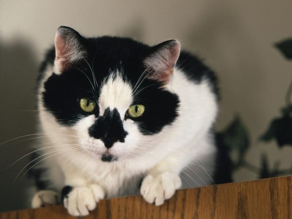 blanco,negro,gato,pelaje,bigotes,ojo