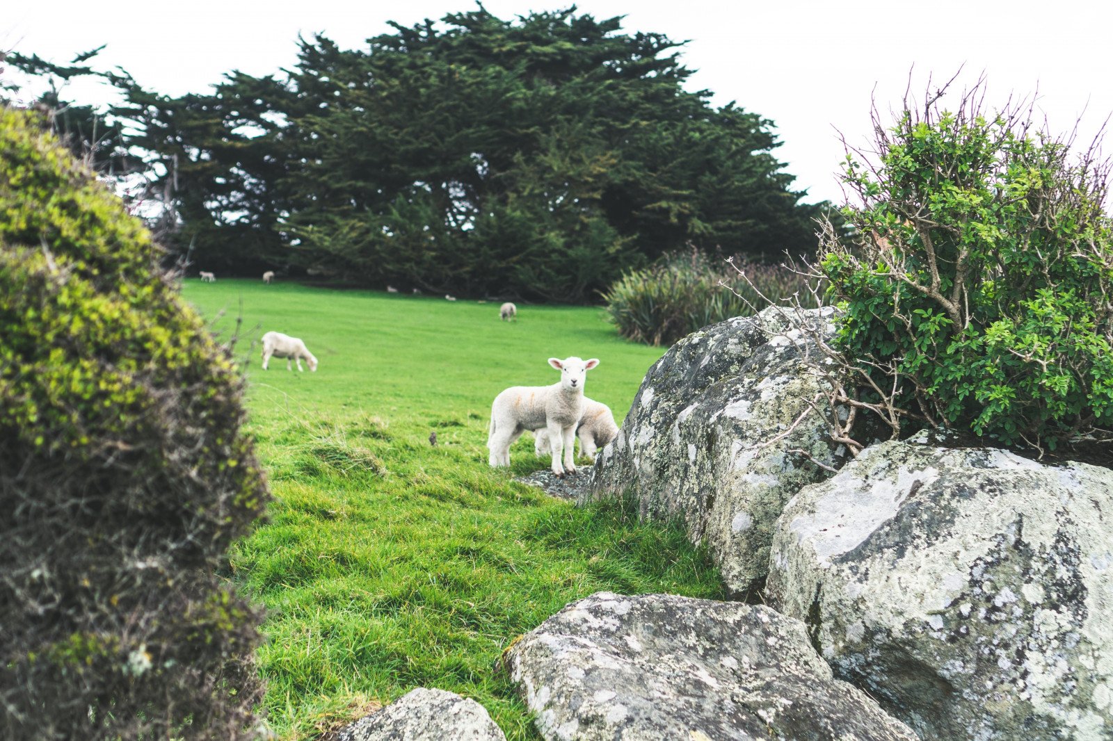 Dyregård, sau, natur, landskap, New Zealand, trær, stein