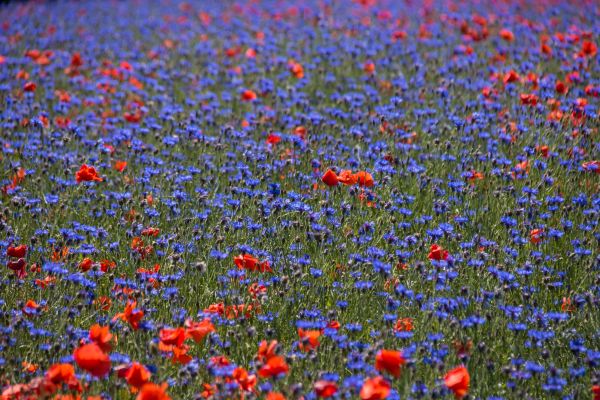 flor,campo,amapola,Blomma,florecimiento de maíz,Geolocalización