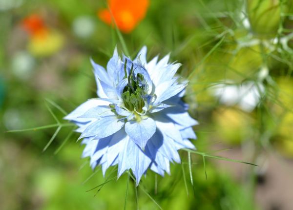 garden,nature,food,outdoors,field,closeup