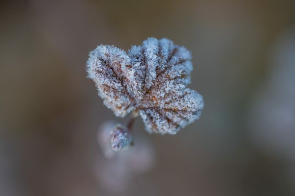 自然,写真,ブランチ,雪,冬,マクロ