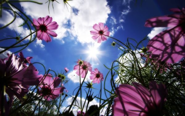 Flor del cosmos,Flores,Flores rosadas,2560x1600 px,Nubes,Worms Vista de Ojos