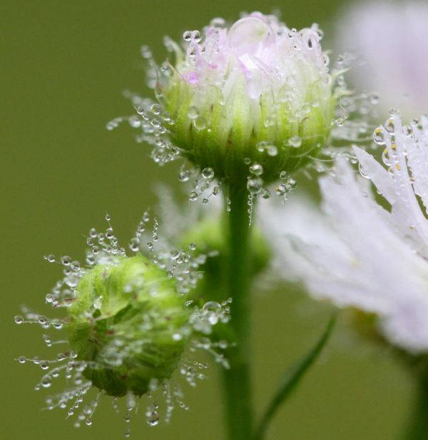 Blumen, Natur, Fotografie, Wasser, Gras, Makro