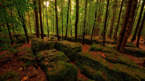 luce del sole,alberi,foresta,le foglie,natura,roccia