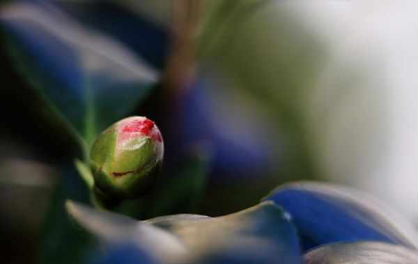 Blumen,Garten,Natur,rot,Blätter,Lebensmittel