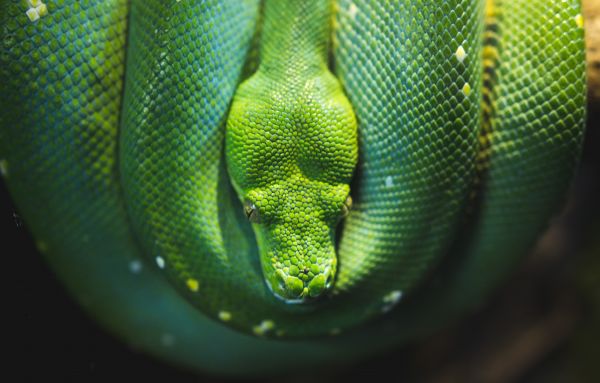 naturaleza,verde,amarillo,serpiente,fauna silvestre,tipo de serpiente venenosa