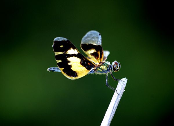 naturaleza,de cerca,negro,Asia,asiático,Tigre