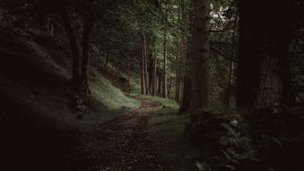 fabriek,hout,boom,Natural landscape,terrestrial plant,romp