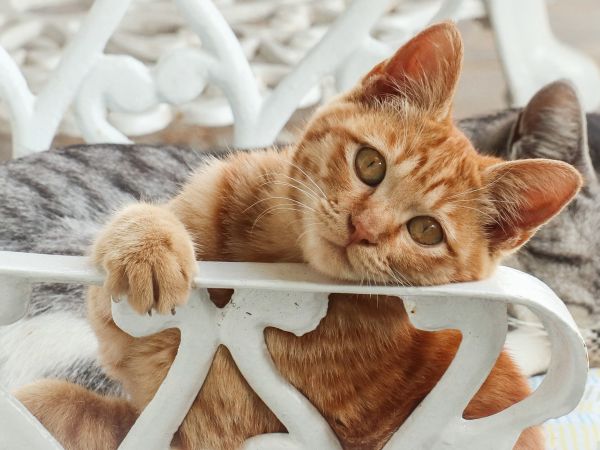 gato,ojo,Felino,Carnívoro,oreja,madera