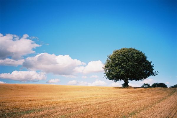 bleu,ciel,nuage,arbre,film,champ