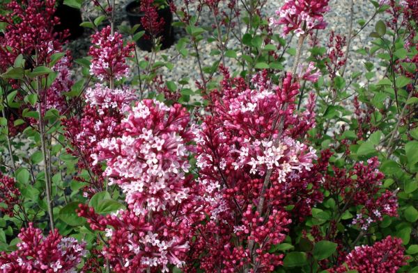 lilas,Fleurs,printemps,Brindilles,herbes,feuilles