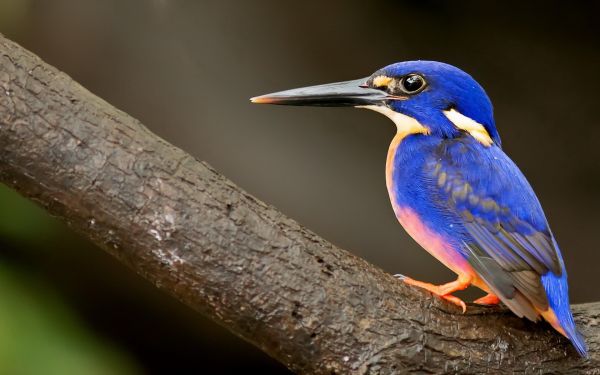 biru,burung-burung,hewan,alam,cabang,margasatwa