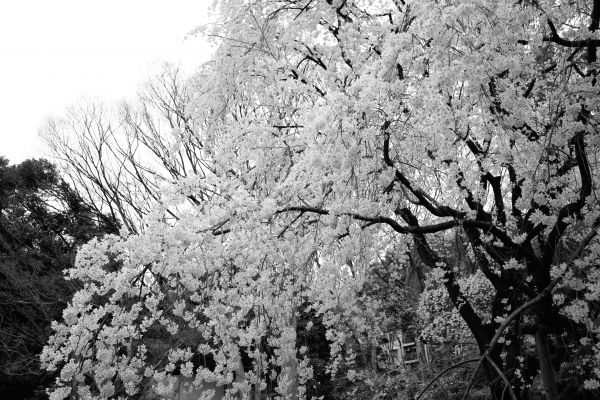 Japon,Monochrome,branche,gel,fleur de cerisier,fleur