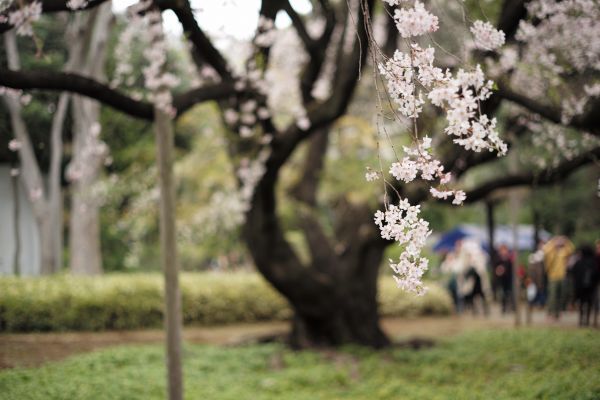 Japon, branche, fleur de cerisier, fleur, jardin, vert