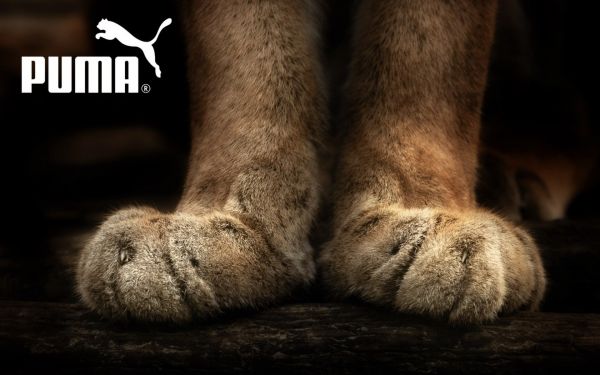 Puma,marca,azienda,gli sport,piede