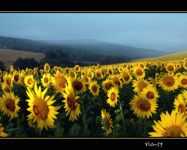 sollys,landskab,solnedgang,Italien,natur,blomster