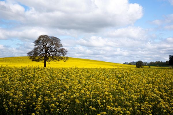 Feld,Bäume,Oregon,Beaverton,Ringelblumen,Wolken