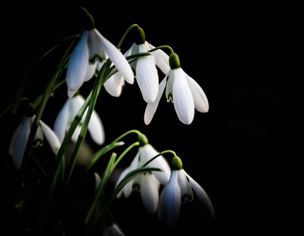 natuur,bloemen,wild,wit,bloem,macro