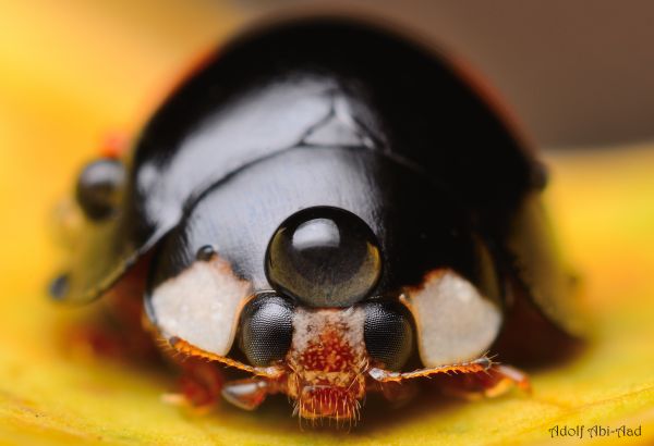 macro,water,yellow,closeup,insect,bug