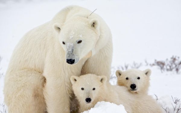 animaux,Ours polaires,Arctique,le réchauffement climatique,ours,mammifère