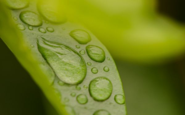 löv,natur,fotografi,makro,vatten,vattendroppar