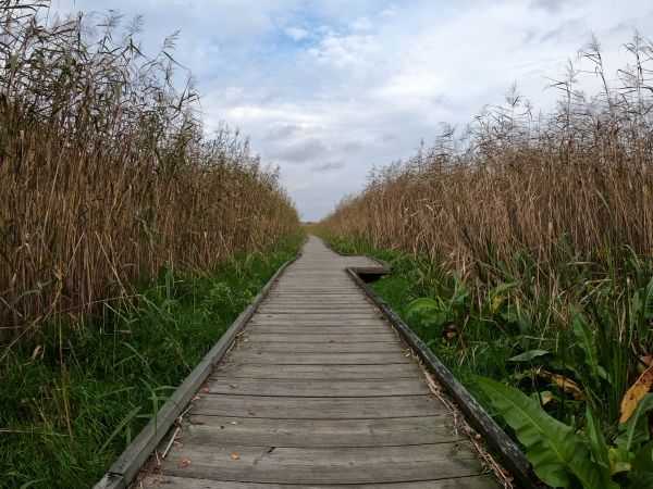 natuur,pad,weg,moeras,bladeren,bomen