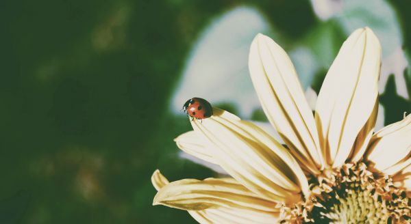 blomster, natur, fotografering, insekt, gul, grønn