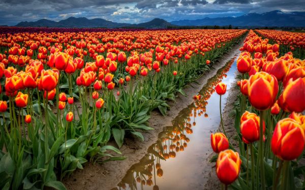 1920x1200 px,veld-,velden,bloem,bloemen,tulp