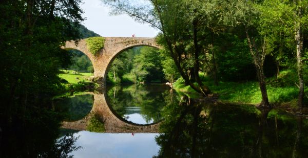 bridge,reflection,camp,tree,puente,countryside