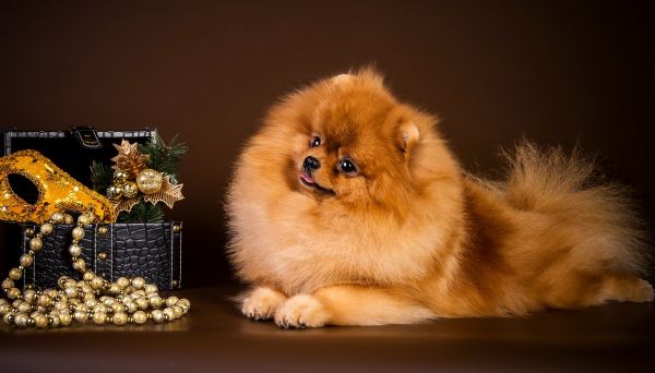 anjing,Pomeranian,anak anjing,binatang menyusui,turun,Spitz