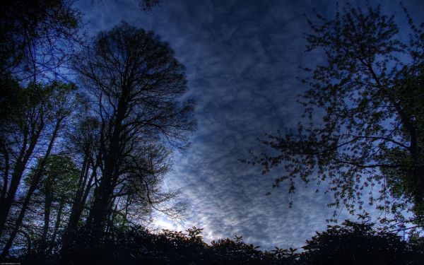 lumina soarelui, copaci, pădure, noapte, natură, reflecţie