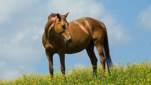 Animales, caballo, césped, fauna silvestre, Flores amarillas, campo