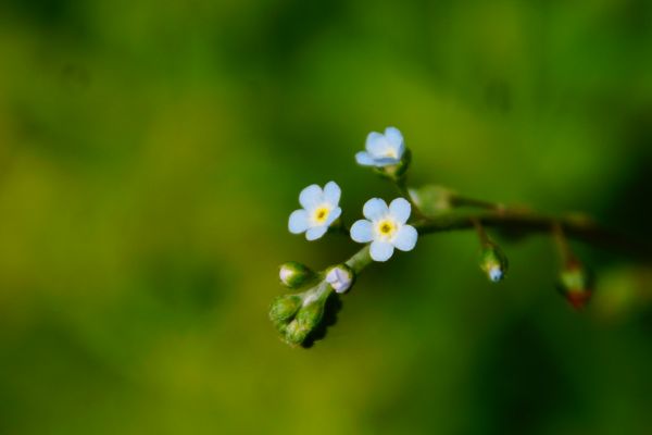 natureza,Flores,Primavera,Plantas